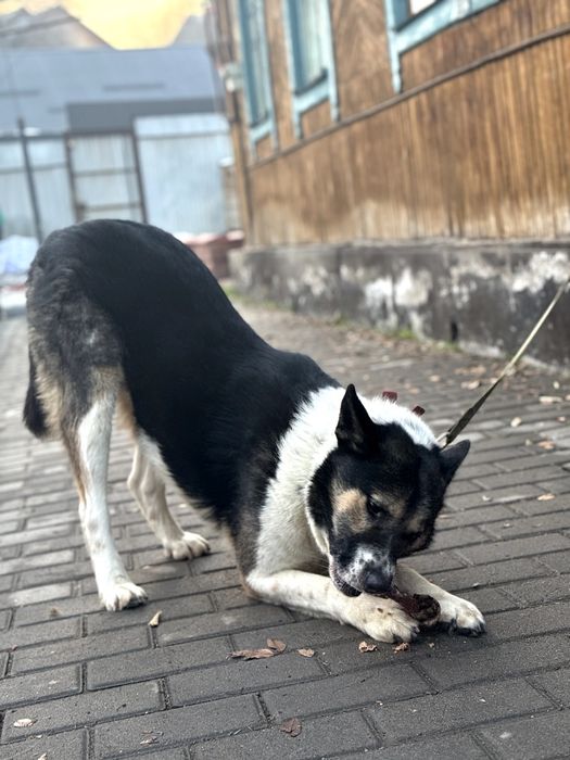 Молодой пёс в добрые руки
