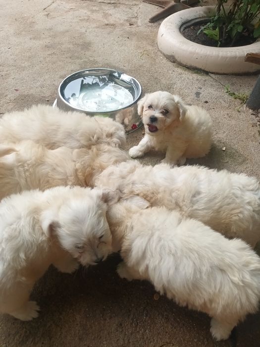 Vând cățeluși bichon maltez