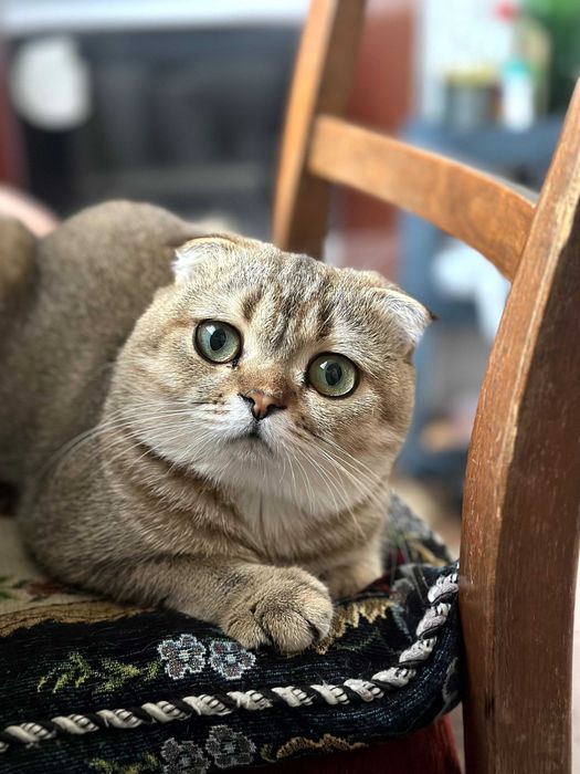 Котята от чистокровных родителей