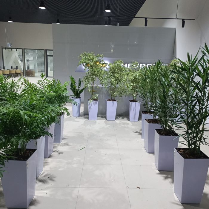 Цветы растения в горшках для офисов гуллар gullar