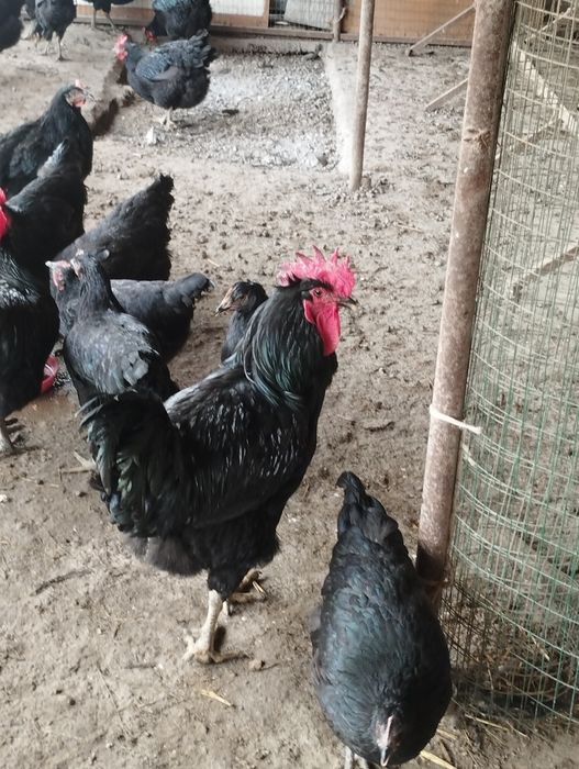 Qora shaxzoda xoʻrozlari sotiladi