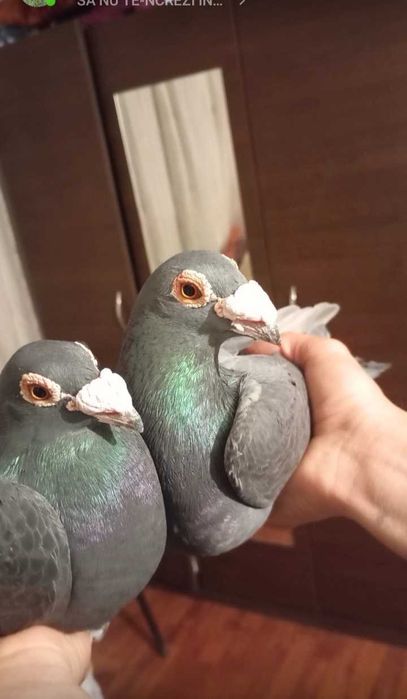 Vînd porumbei voiajori sănătoși