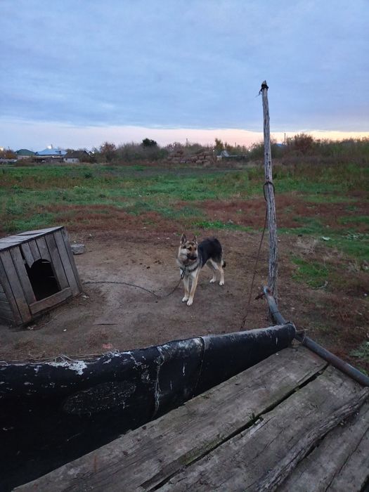 Продам щенка немецкой овчарки