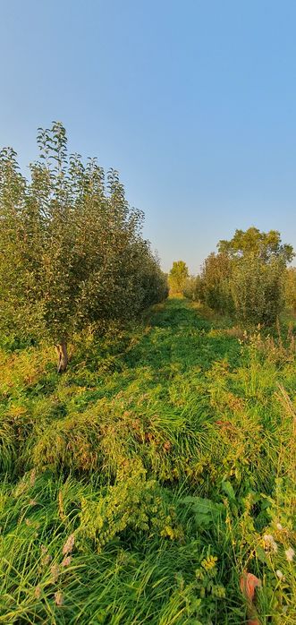 Продам  яблоневый сад в г. Есик.