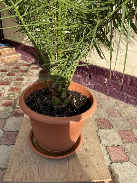 Финики,Құрма ағашы