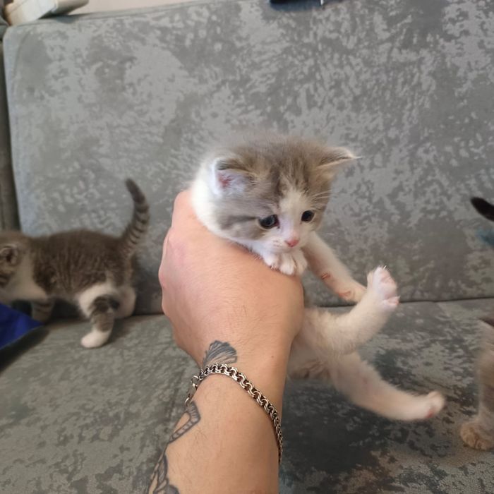 Отдам котят в добрые руки