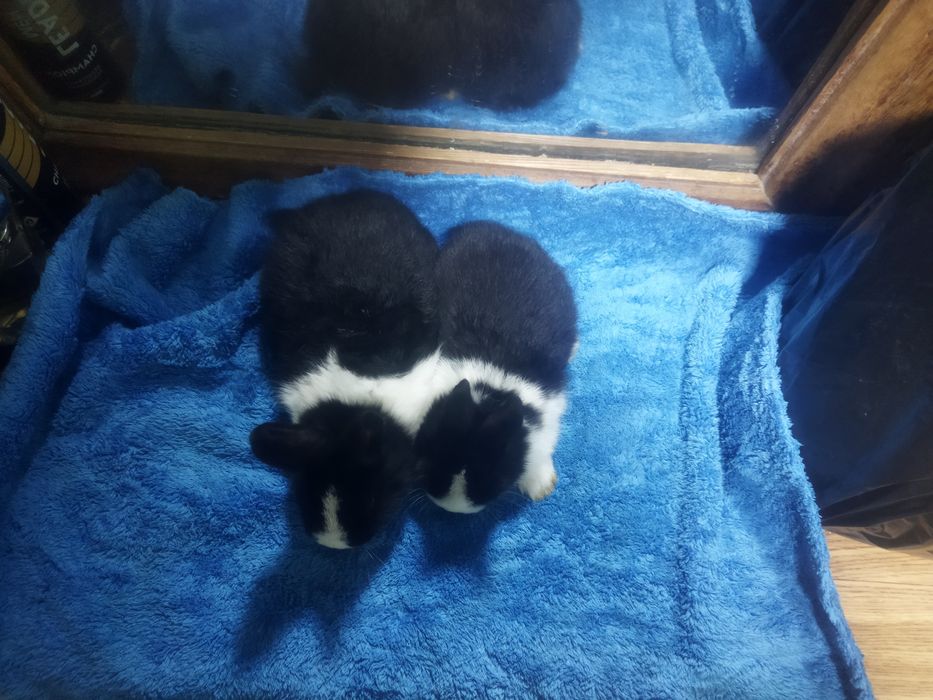 Galland panda quyon bollari sotiladi