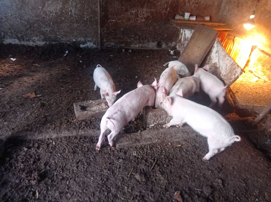 Продавам малки прасенца