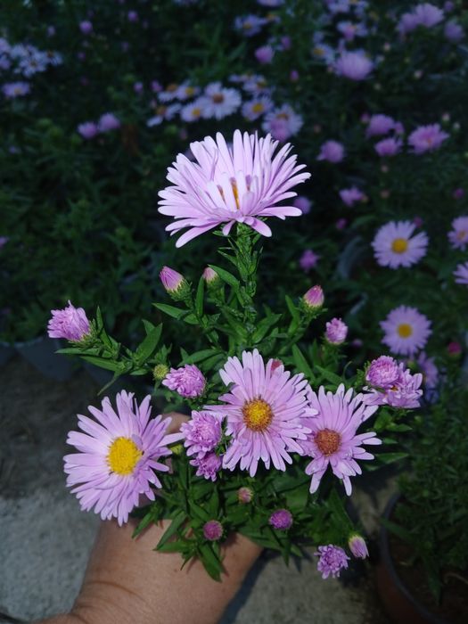 Aster la ghivece de vanzare