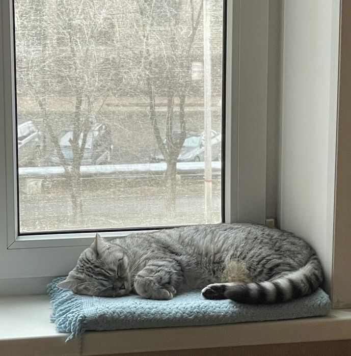 Отдам кошку бесплатно