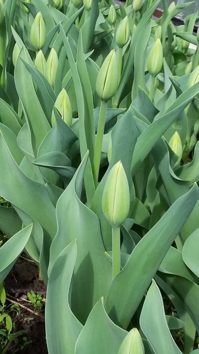 Тюльпаны Голландские на срез