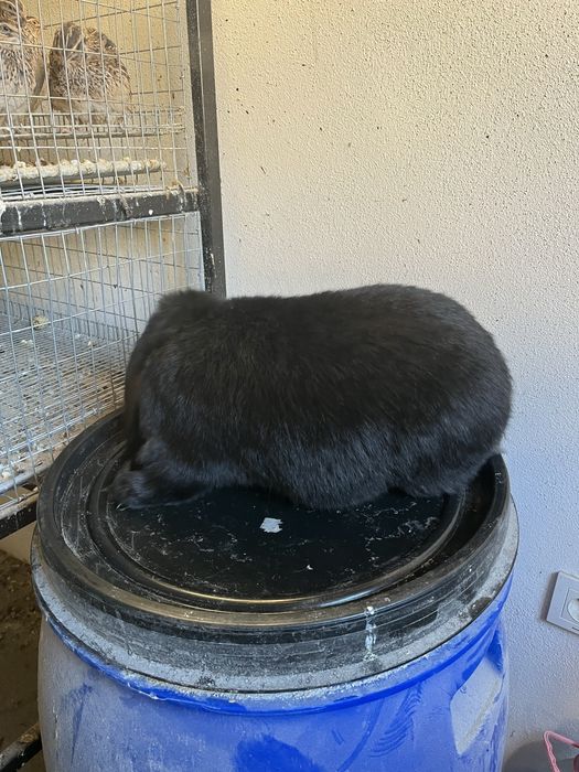 Iepuri berbec german