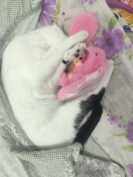 Отдам кота в хорошие руки