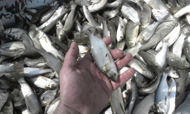 Балик чликка кизикканлар учун котта баликлар, чавоклар малёк личинка