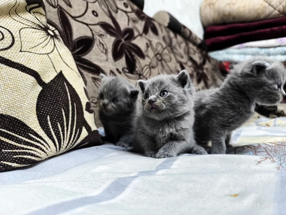 Scottish Fold / Scottish Straight mushukchalari sotiladi