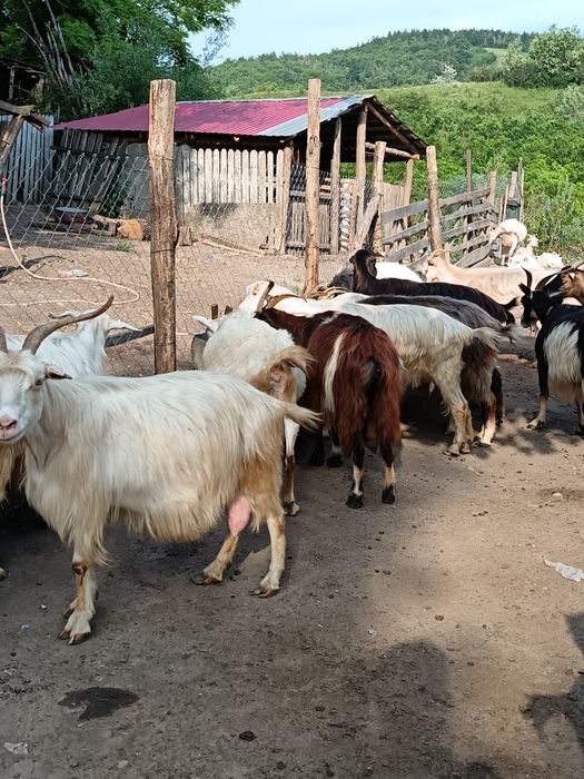 Capre de vanzare bune de lapte