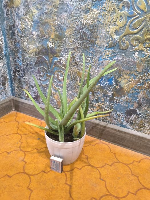 Aloe Vera. Алоэ Вера. Цветы для дома и офиса.