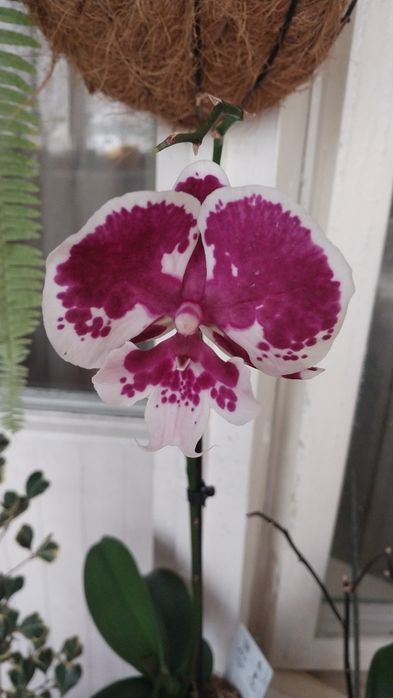 Комнатные цветы,домашние