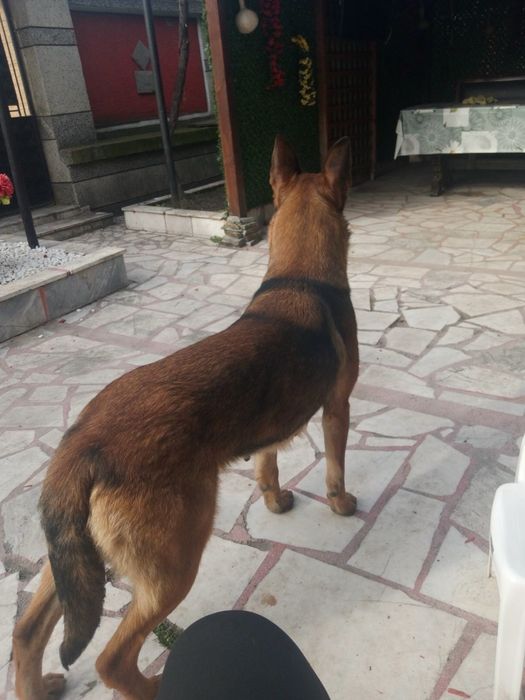 Кученца Белгийски овчарки