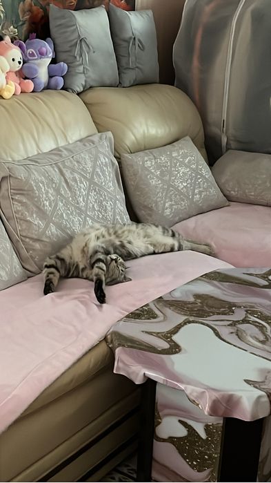 Отдам котика шотланского
