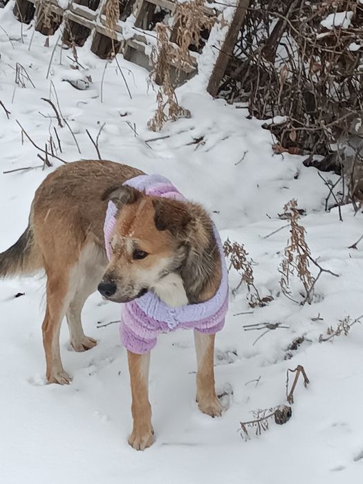 Отдам в добрые руки