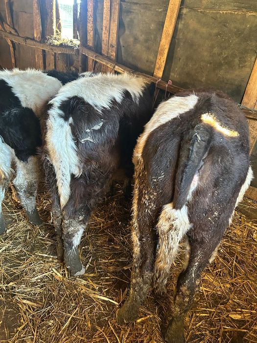 Vand 3 vitele diferite rase