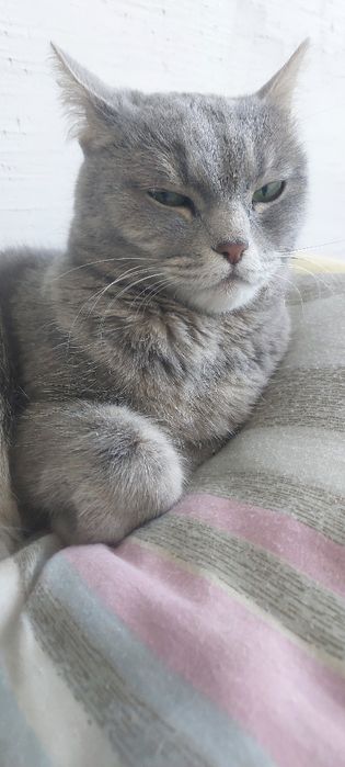 Шотландская кошка бесплатно