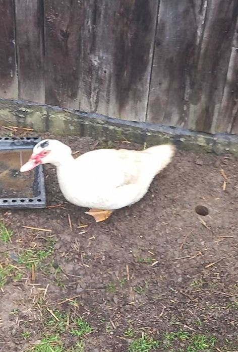 Rate mute,albe familie 2 ratoi si 3 rate