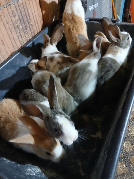 Hycole francez 8 pui