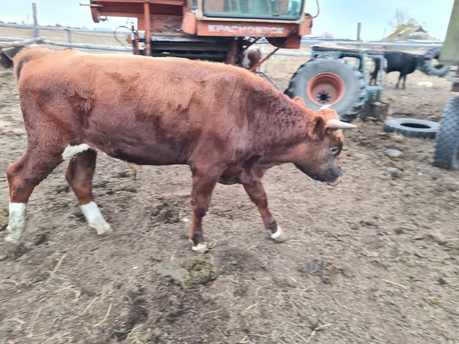 Продаются бычки, продается бычек