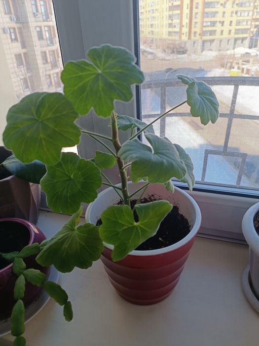 Продаем домашний цветы