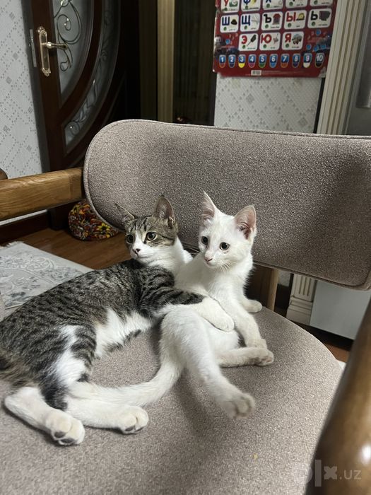 Домашние котята, отдам в хорошие руки