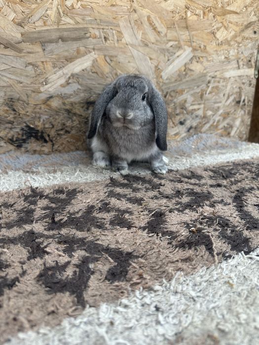 Iepuri pitic berbec german