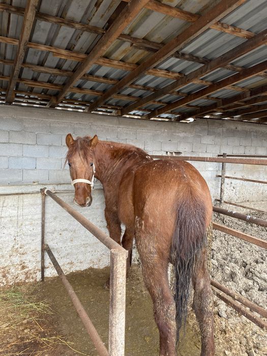 Продам жирную лошадь