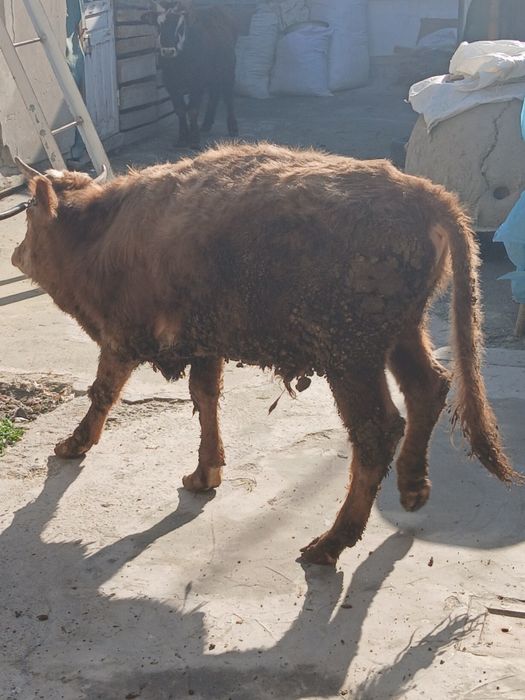 Buqacha sotiladi yeyishi yaxshi kamchiligi yoq 100%