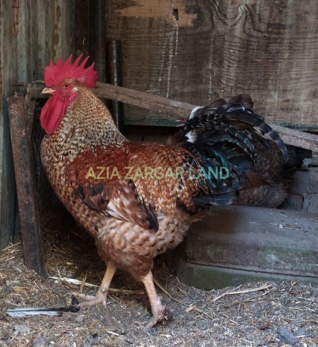 Белефельдер инкубационные яйца.