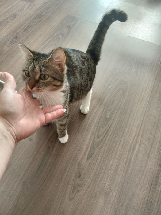 Две ласковые кошечки