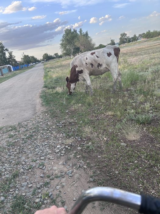 Продам корову, двухлетка