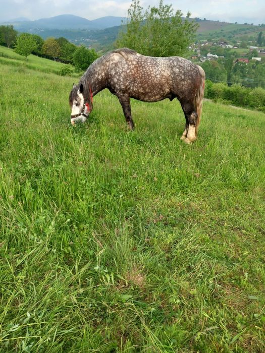 De vânzare cal castrat