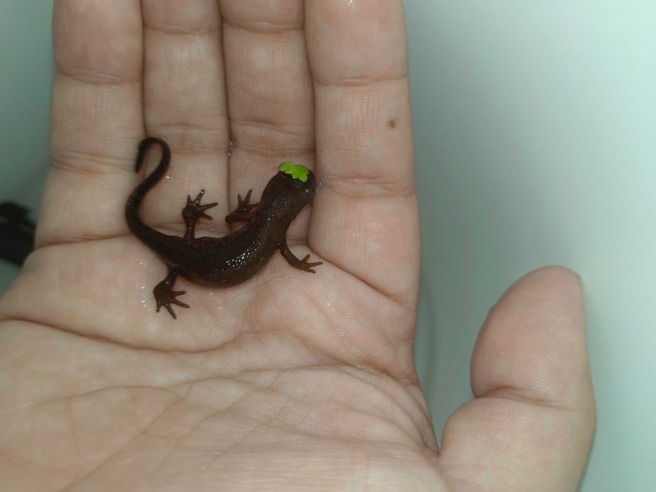 Тритоны огненнобрюхие