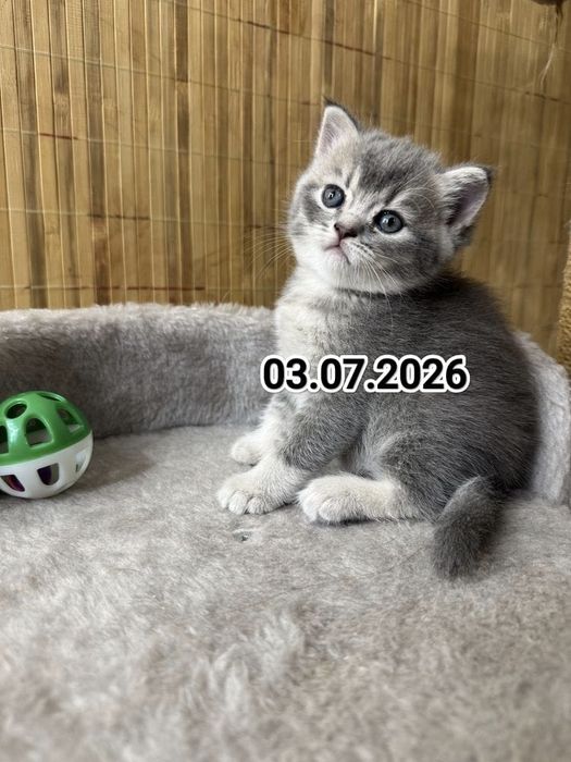 Британские котята