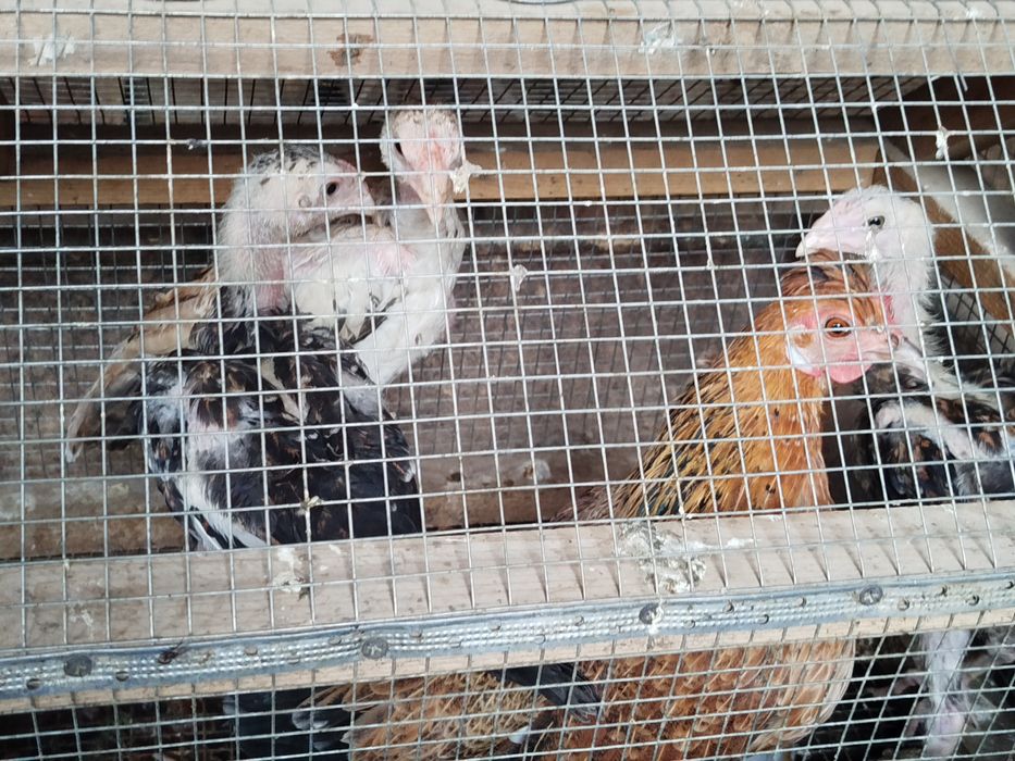 Yapon va dakan zotlari