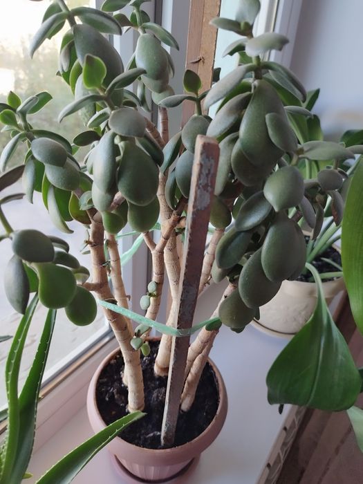 Продам денежное дерево