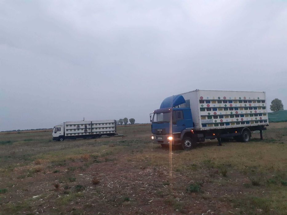 Vând miere de albine naturală din zonă de munte