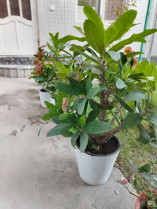 Продается комнатные цветы разныее