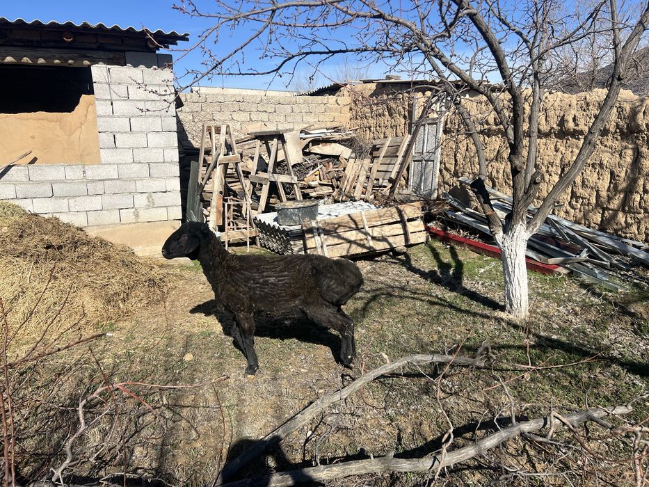 2 Кошкар жане токты