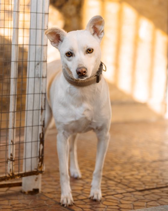 Собака ищет дом срочно