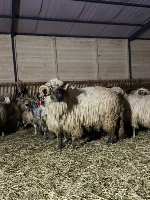 Vând 2 berbeci bucalai de Luncani