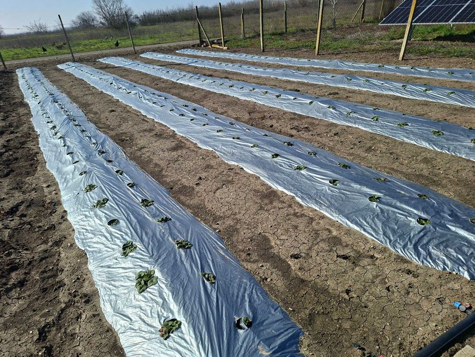 Мулч полагаща машина