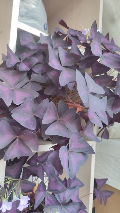 Кислица ( оксалис)